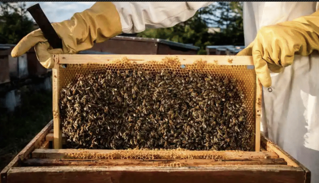 How Much Honey Can You Get From Your Langstroth Hive in Nigeria?
